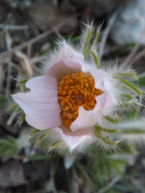 Pulsatilla vulgaris 'Pearl Bells' photo pasque_zps0e134af8.jpg